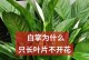 白掌的叶尖干枯原因及解决方法（白掌叶尖干枯的症状、常见原因和有效护理措施）