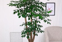 幸福树种植全攻略（种植方法、养护要点及注意事项）