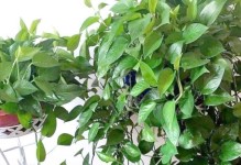 夏天绿萝养护指南（打造清新绿意家居，）