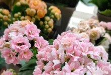 长寿花开花温度研究（揭秘长寿花最佳开花温度，科学养护长寿花）