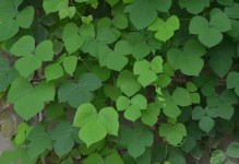 探秘神奇葛花（认识葛花的种类、药用价值及栽培方法）