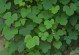 探秘神奇葛花（认识葛花的种类、药用价值及栽培方法）