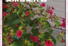 探秘以夜来香的芳香之谜（解析以夜来香怎样释放令人陶醉的香味）