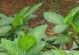 探索茎繁殖的神奇世界（从植物学家的角度看茎繁殖技术）
