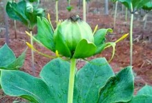 七叶一枝花有毒吗？——揭秘七叶一枝花的毒性