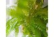 揭秘“花生”真相（探究花生的种类和生长习性，解答花生与蕨类植物的关系）