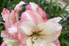 相似之美——与朱顶红相近的花（以“花朵”为的比较分析）