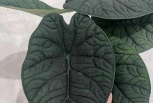 热带雨林的植物世界（探究热带雨林中的神奇植物）