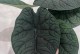 热带雨林的植物世界（探究热带雨林中的神奇植物）