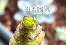 以佛珠多肉开花的秘密（探索以佛珠多肉开花的技巧和方法）