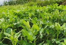 治疗花生黄叶病的药物及其效果（选对药才能事半功倍——花生黄叶病的治疗）
