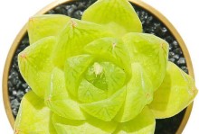 玉露徒了，老桩也迸发生机（唤醒岁月的青春，老桩苏醒新生）