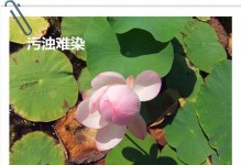 如何处理达木兰黄叶问题（关爱植物，护持生态平衡）