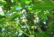 怎样让桂花树长出茂密的叶子？（桂花树不长叶子该怎么办？）