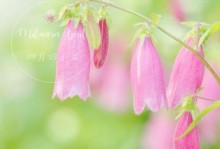 风铃草是一年生还是多年生？——探究风铃草生长特性