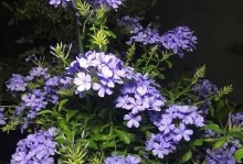 探秘蓝雪花四季开花之谜（四季皆有花，它是如何做到的？）