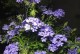 探秘蓝雪花四季开花之谜（四季皆有花，它是如何做到的？）