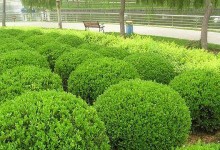 如何正确修剪大叶女贞（关键步骤和注意事项，打造美丽的庭园景观）