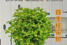 四季桂花的开花次数及特点（探究四季桂花的生长情况及其开花频率）