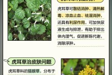 虎耳草的种植方法和技巧（打造美丽花坛的首选植物——虎耳草）