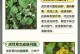 虎耳草的种植方法和技巧（打造美丽花坛的首选植物——虎耳草）
