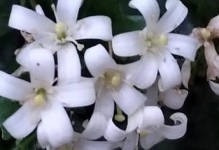 九里香的花期及开花时间（了解九里香花期，欣赏花海美景）