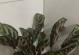 竹芋花叶后面有粘液的原因及解决方法（揭秘竹芋叶背粘液的成因及应对之策）