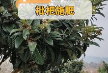 李子树肥料应该如何选择（种植李子树，肥料选得好，收成满满）
