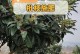 李子树肥料应该如何选择（种植李子树，肥料选得好，收成满满）