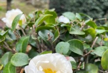 茶梅盆栽：盆种时间与养护
