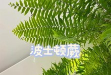 波士顿蕨养植指南（打造绿意盎然的家居花园）