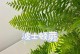 波士顿蕨养植指南（打造绿意盎然的家居花园）
