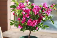 三角梅花（探索三角梅花的独特魅力与养殖技巧）