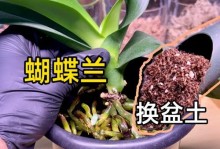 蝴蝶兰花苗种植指南（打造迷人花园的秘籍）