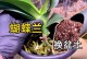 蝴蝶兰花苗种植指南（打造迷人花园的秘籍）
