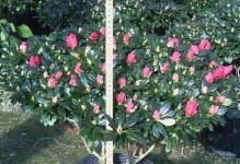 冬季杜鹃花的管理要点（冬季保养让杜鹃花迎来绚丽春天）