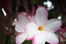 素馨花的花期和开花次数（探究素馨花的生长习性和品种特点）