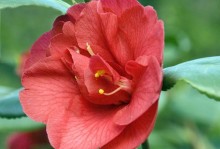 详解山茶花修剪方法（打造美丽的山茶花园——从修剪开始）