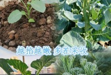 西兰花的种植方法与时间（从选种到收获，一步一步教你种出美味的西兰花）