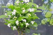 花草养护指南（以各种花的养护技巧为主题的全面指南）