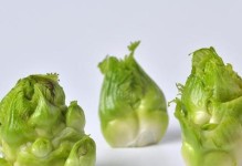 儿菜和榨菜（探究儿菜和榨菜的区别与联系）