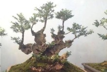 家里养黄杨，风水大吉（开运好事接连来，幸福生活离你不远）