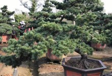 庭院迎客松种植指南（选址、土壤、光照、水分、施肥、修剪、防治、注意事项）