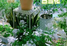 白雪花怎样养护，让你的花园更美（白雪花养护全攻略，雪一般的美丽犹如童话世界）