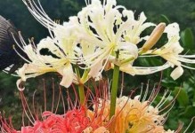 探寻彼岸花的姊妹花（花海中的相似之处与不同之美）