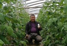 豆角花期管理方法与要点（掌握关键期，让豆角长势更好）