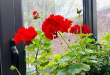 探秘凤仙花的生长习性（喜阳还是喜阴？阳光对凤仙花有多重要？）
