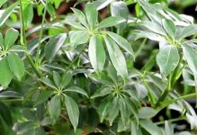 鹅掌木浇水的正确方法（保持适度湿润的土壤是关键）