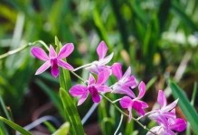 白兰花的养殖与养护（白兰花好养吗？如何正确养护？）