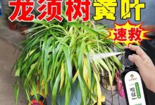 龙血树的露天养殖（室外养殖龙血树的关键要点）